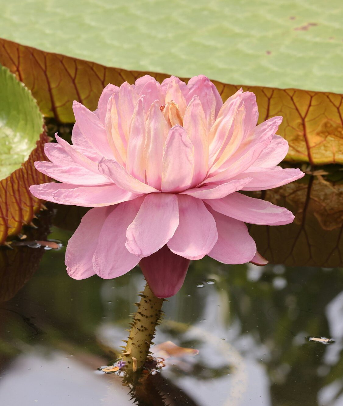 Victoria amazonica, lotus flower in water